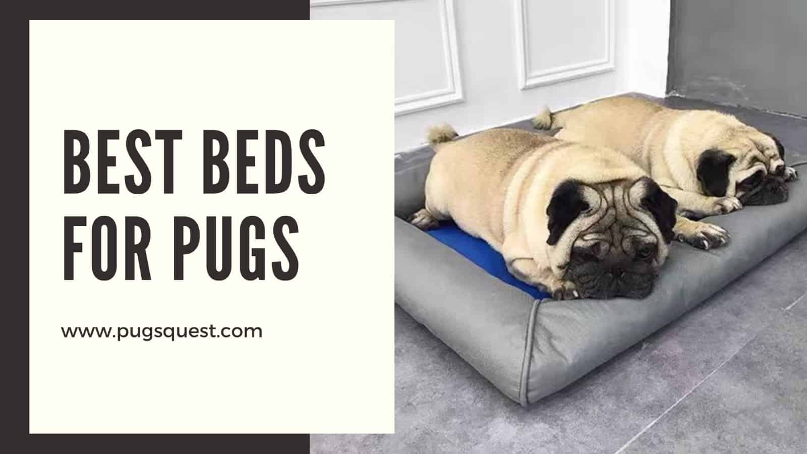 best dog beds for pugs