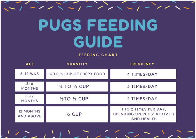 The Best Diet for Pugs What to Feed Pugs [A Healthy Guide]