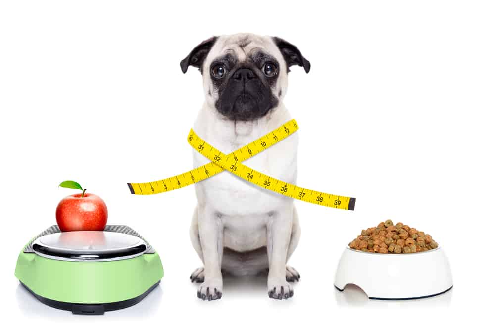 how much should a pug weight