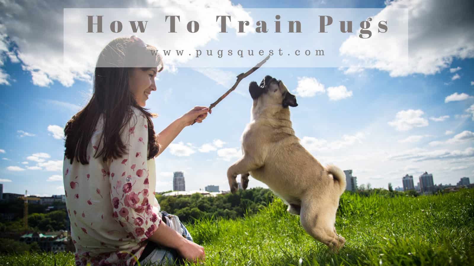 Pugs Training: How To Train Your Puppy [Tips Included]