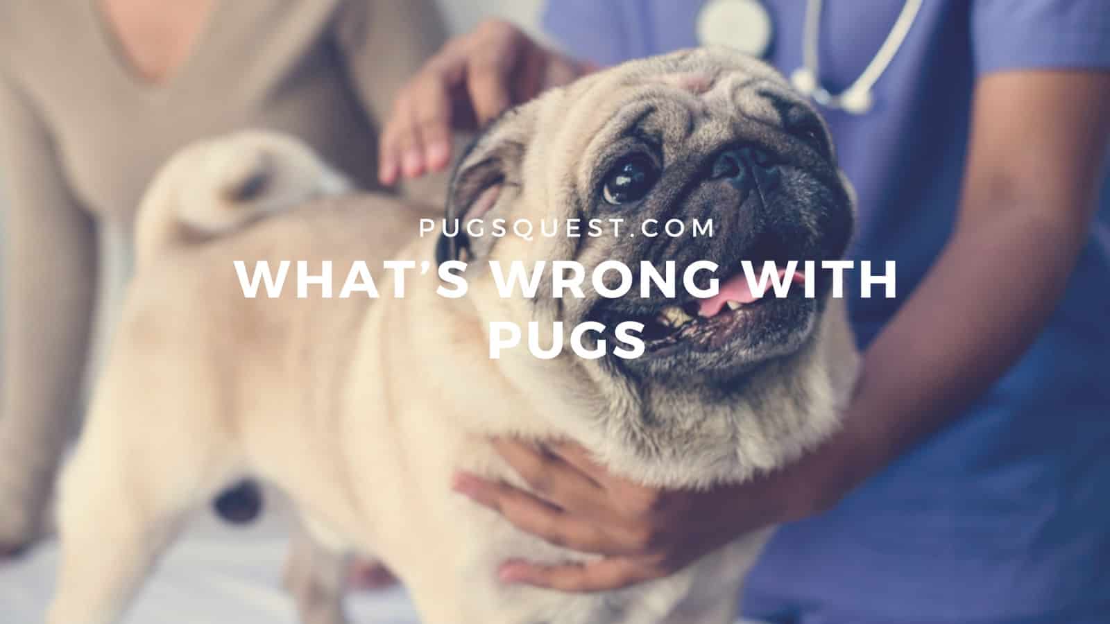 pugsquest.com_pug health problems