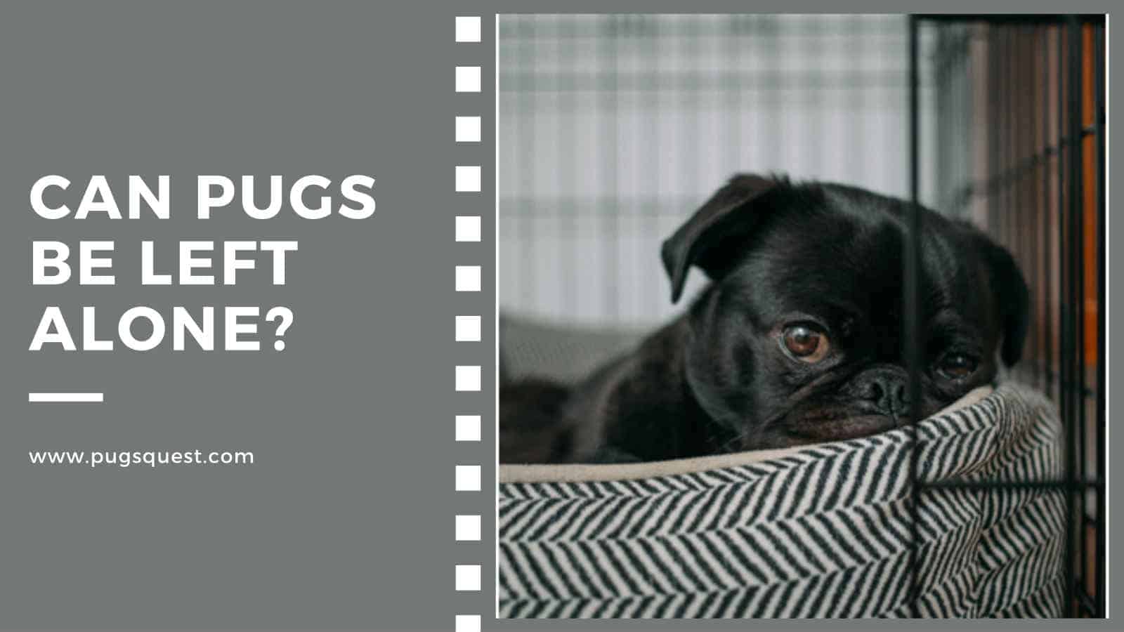 Can Pugs Be Left Alone? (A GuiltFree Guide)