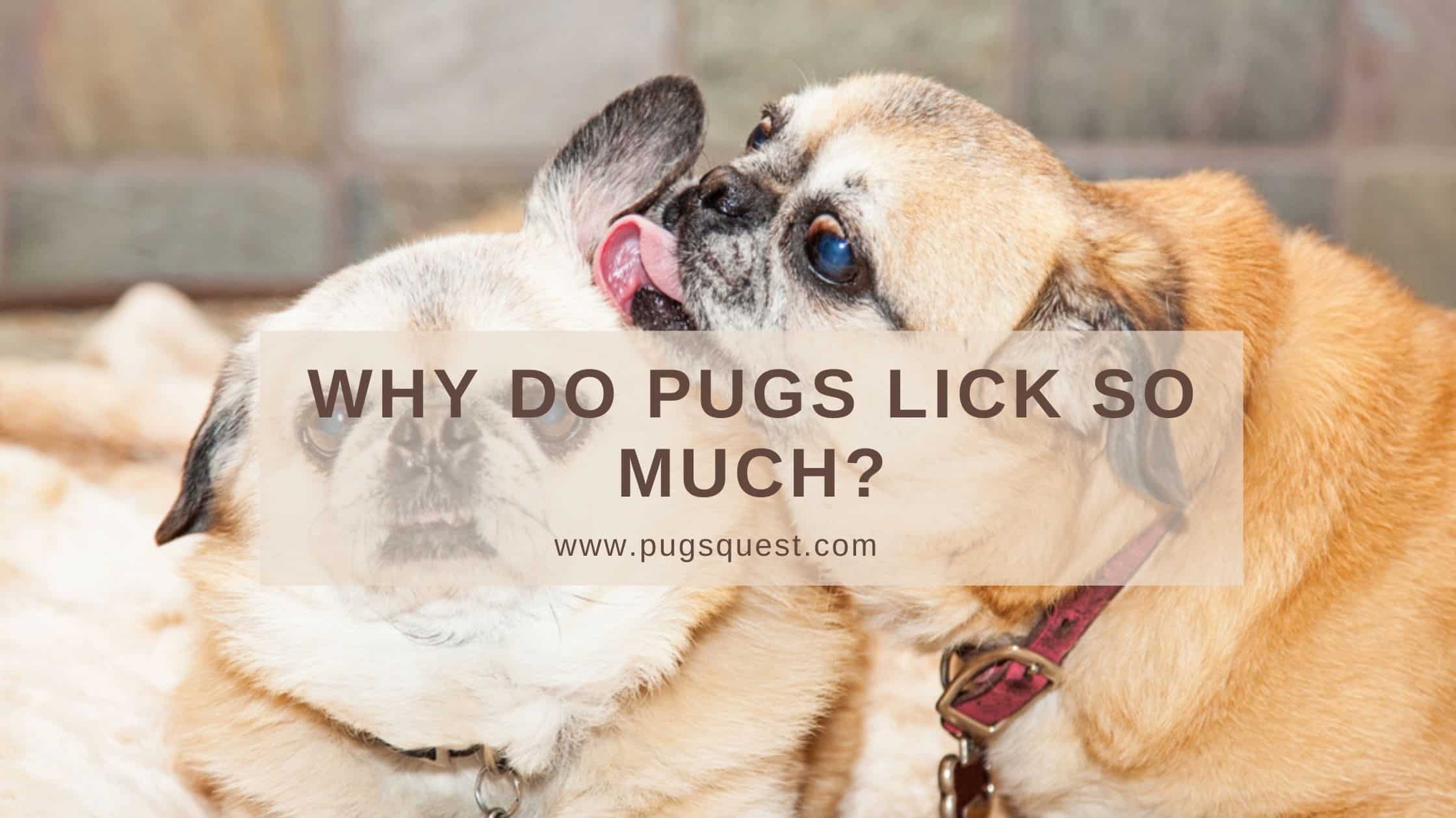 why do pugs lick so much